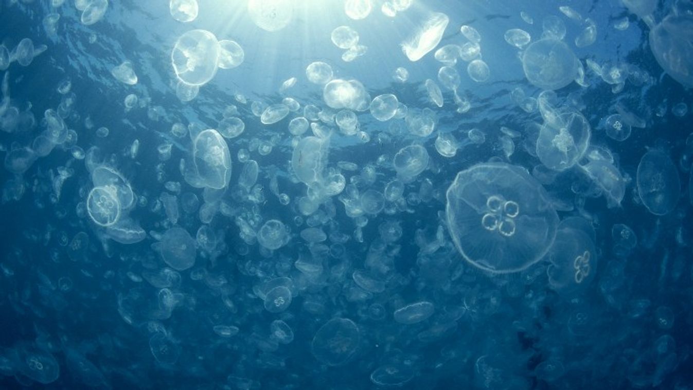 medúza meleg hold 