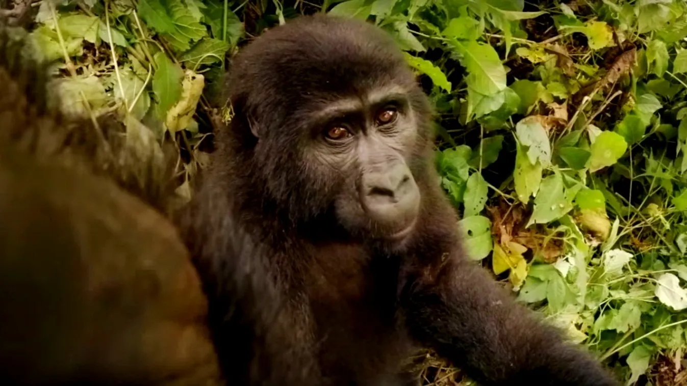 gorillaszelfi, gorilla, kamera, természetfilm 