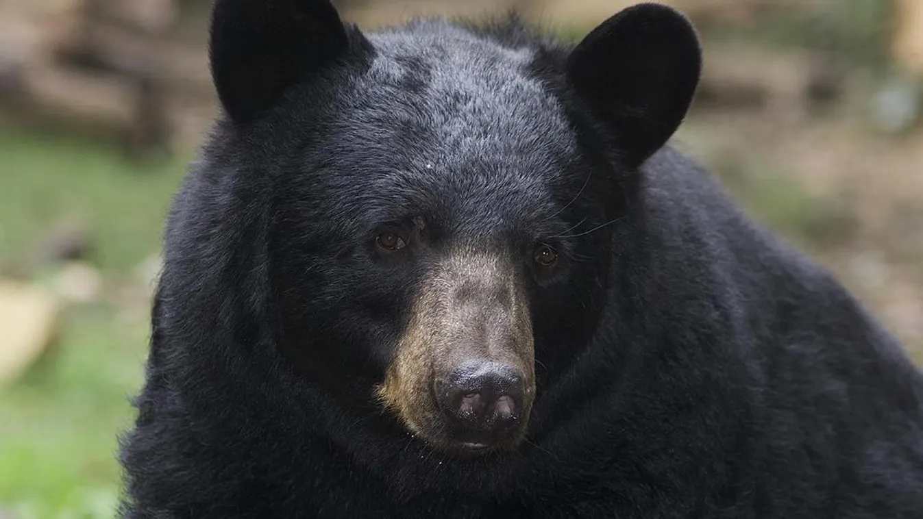 Fekete medve Veszprémi Állatkert 