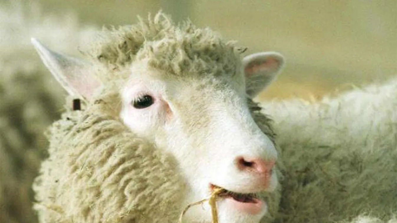 Dolly bárány klónozás 