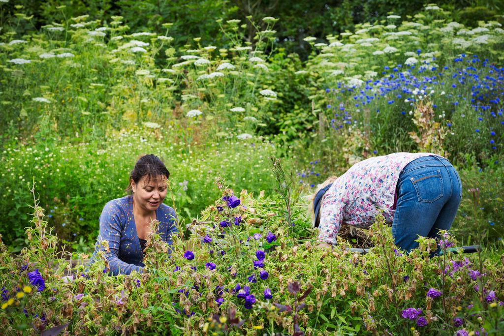 Two women working in a flowerbed, cutting plants. Bending Over Digging Working Gardener virág kertészetEngland Oxfordshire 
A brit virágkertészet képekben – galéria 