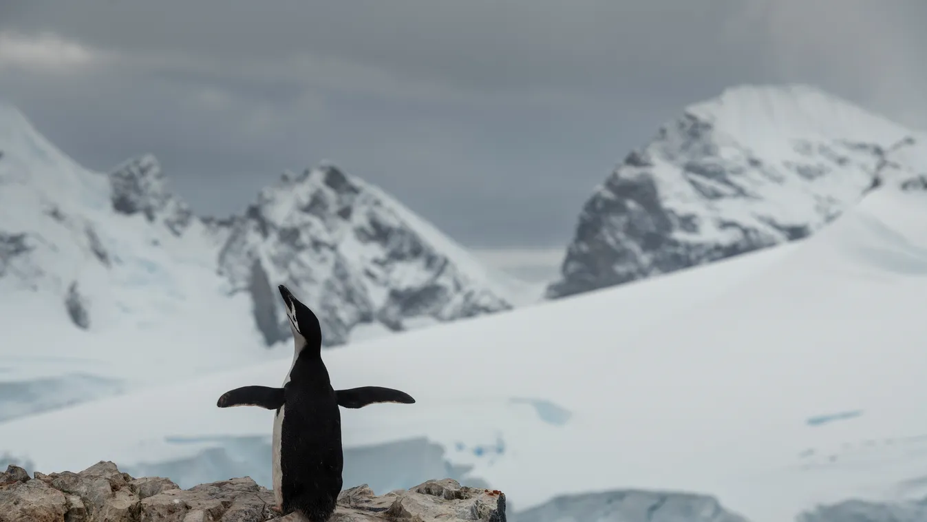 Antarktisz kantáros pingvin Chinstrap Penguin in the Antarctic Antarctic Day Gerlache Strait Ice KWCI (GPI) Mountains Outdoors Penguins Protect the Antarctic (campaign title) R 