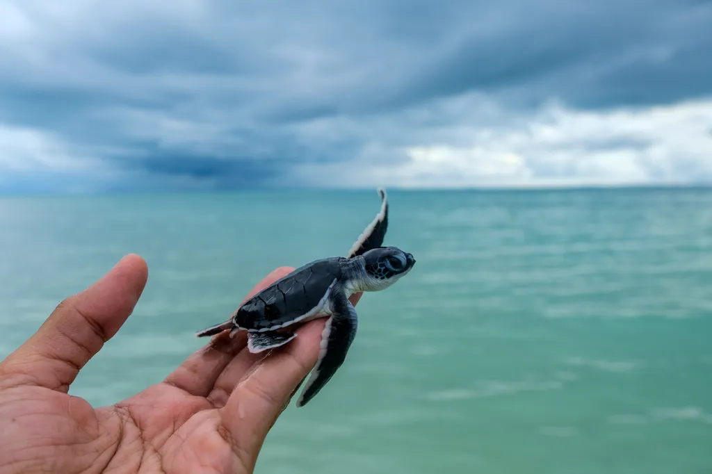teknős, teknősbébit, tenger, Indonézia 