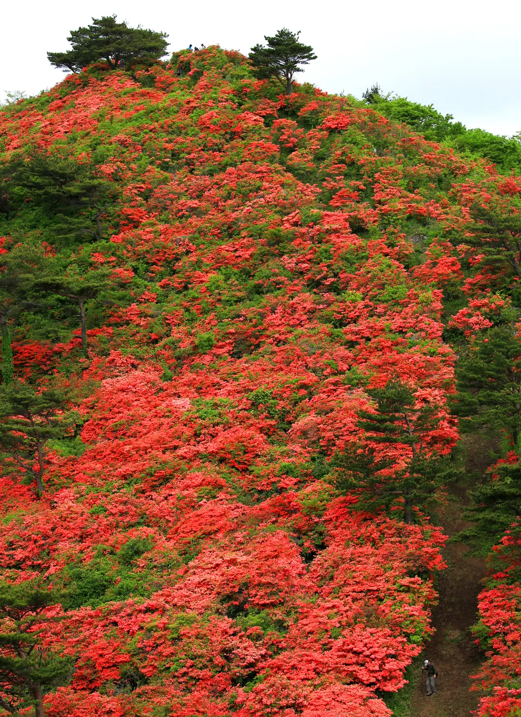 Azálea Japán 