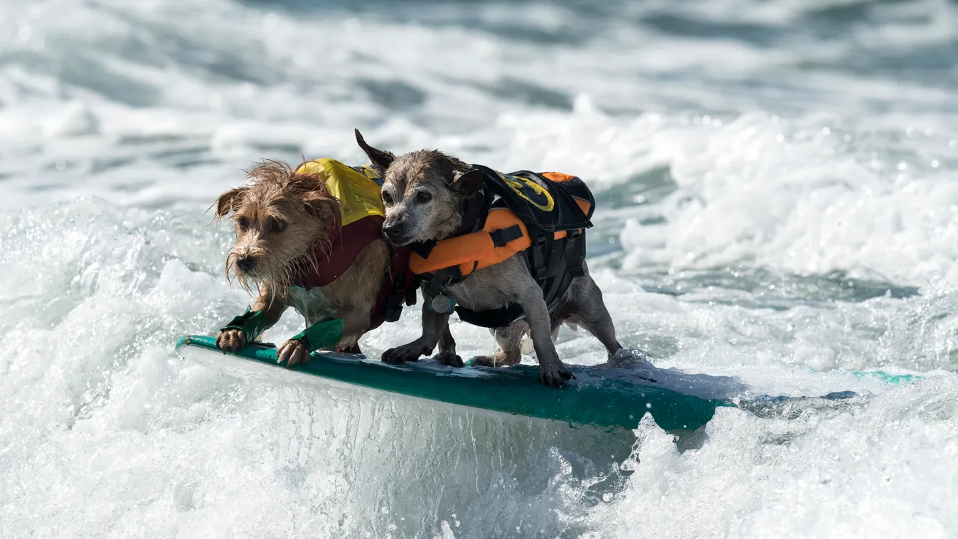 Szörföző kutyák gall  Dogs compete at the 11th annual Surf Dog Surf-A-Thon Dogs animals Surf Dog Surf A Thon Del Mar California waves Horizontal OCEAN SURFING 