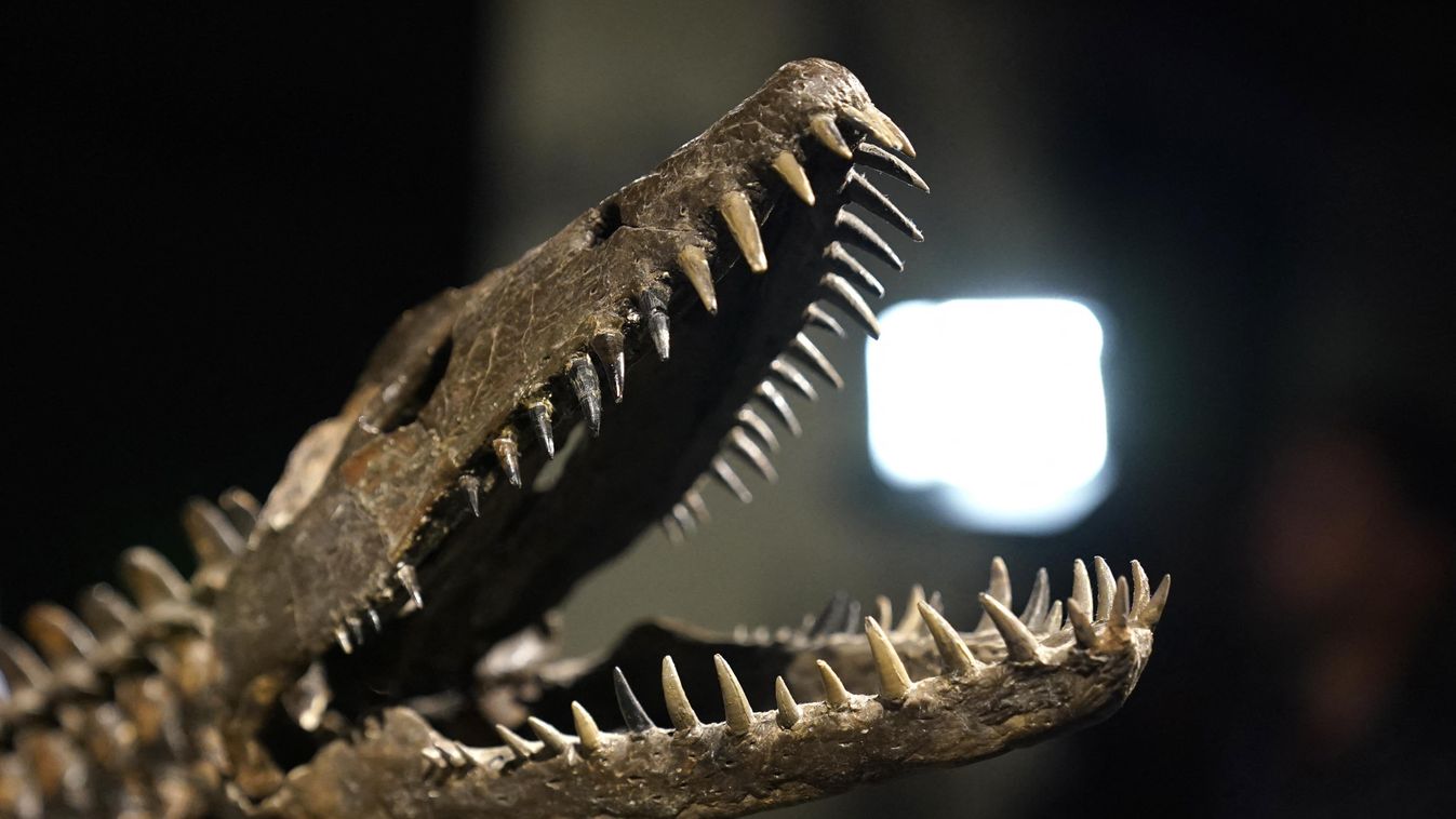 Two dinosaur skeletons soon to be auctioned in New York Horizontal 