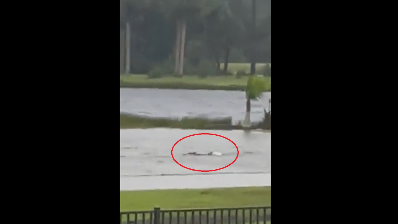 Florida, Ian hurrikán, cápa 