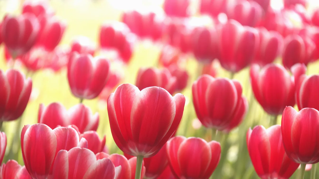 Utazás Hollandia, a tulipánok országa 