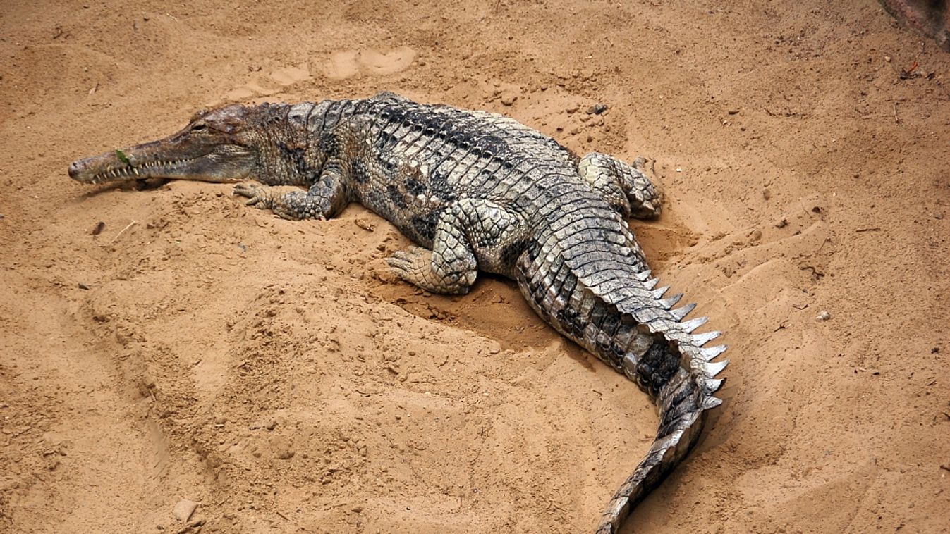 Szunda-krokodil 