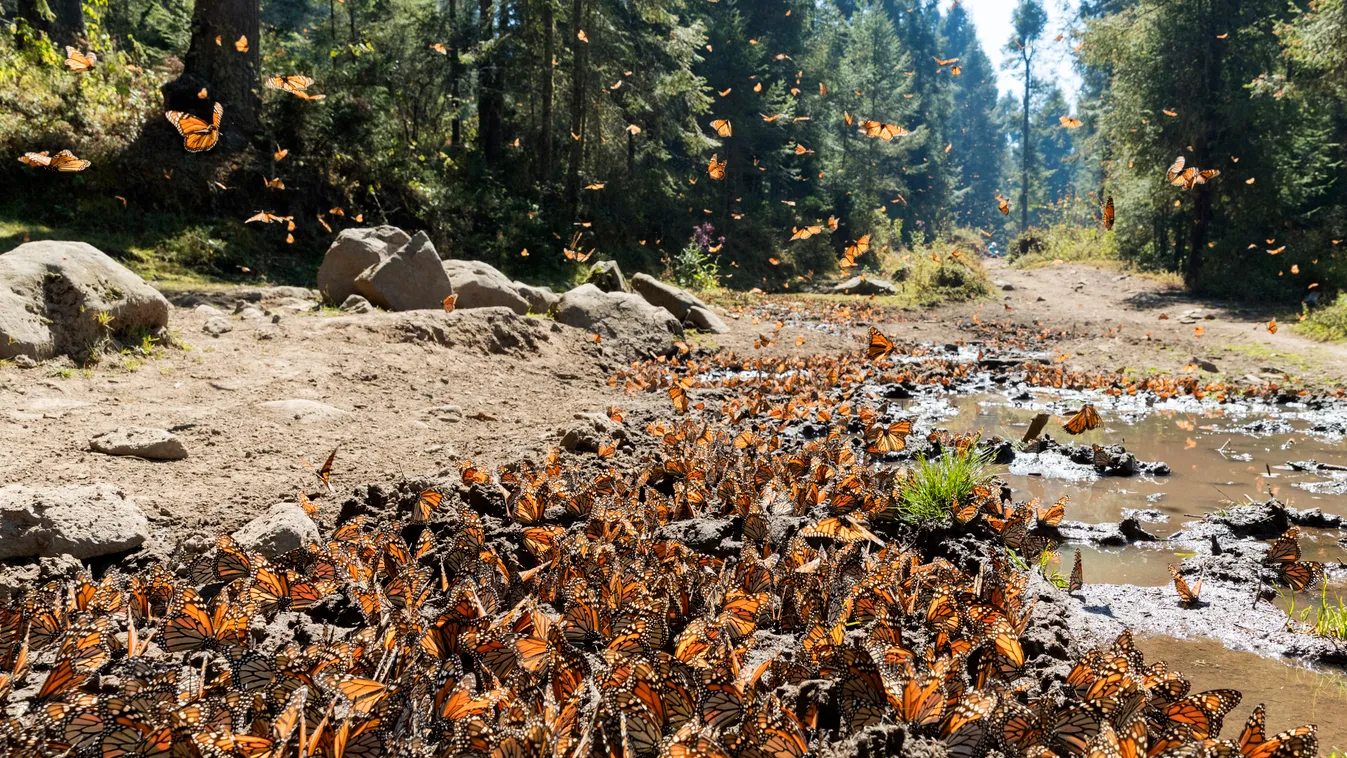királylepke Monarch butterfly (Danaus plexippus), in wintering from November to March in oyamel pine (Abies religiosa) forest, butterflies gathering to drink water and take up mineral, El Rosario, Reserve of the Biosfera Monarca,  Mexico 