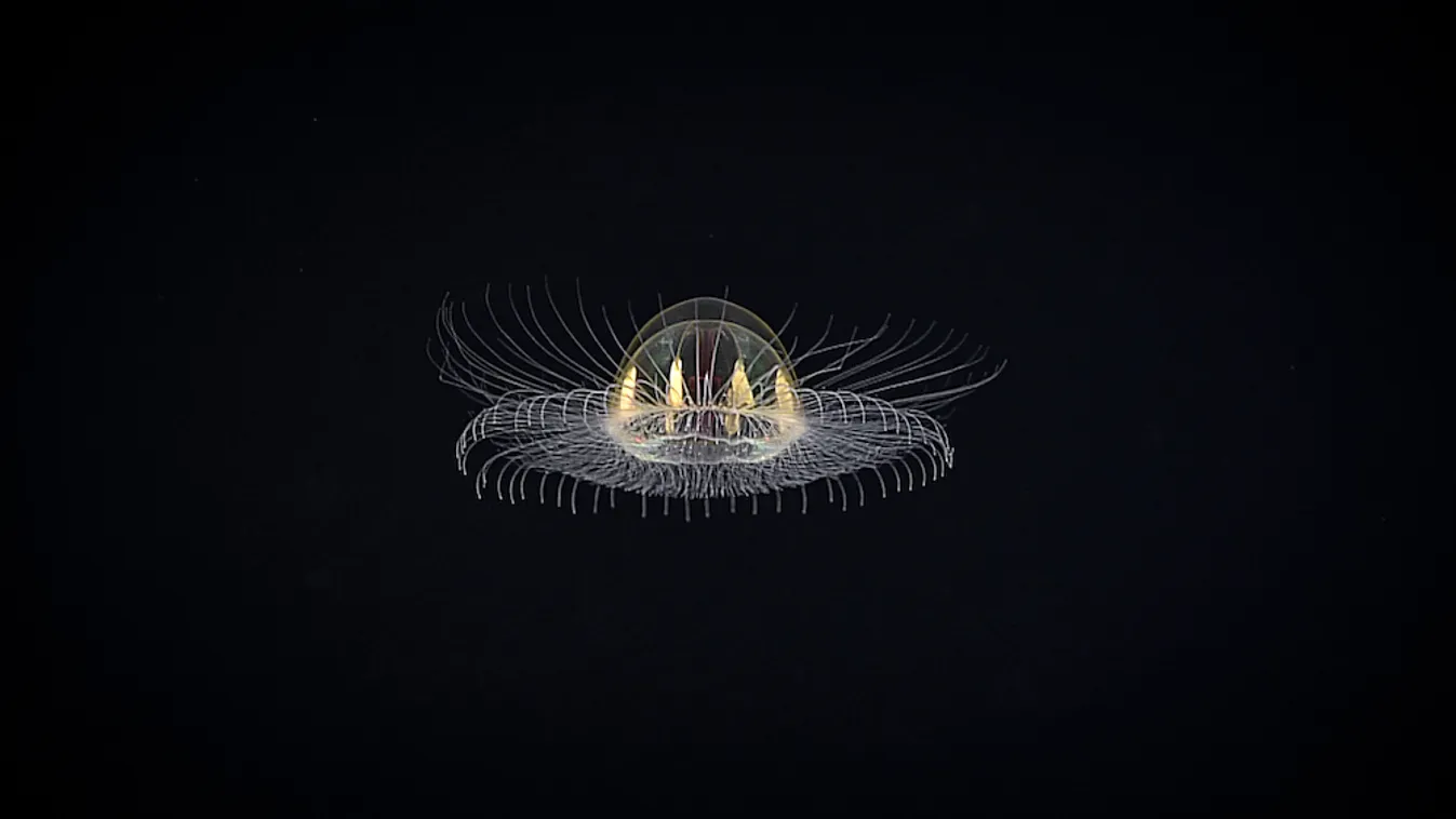 új medúzafaj 