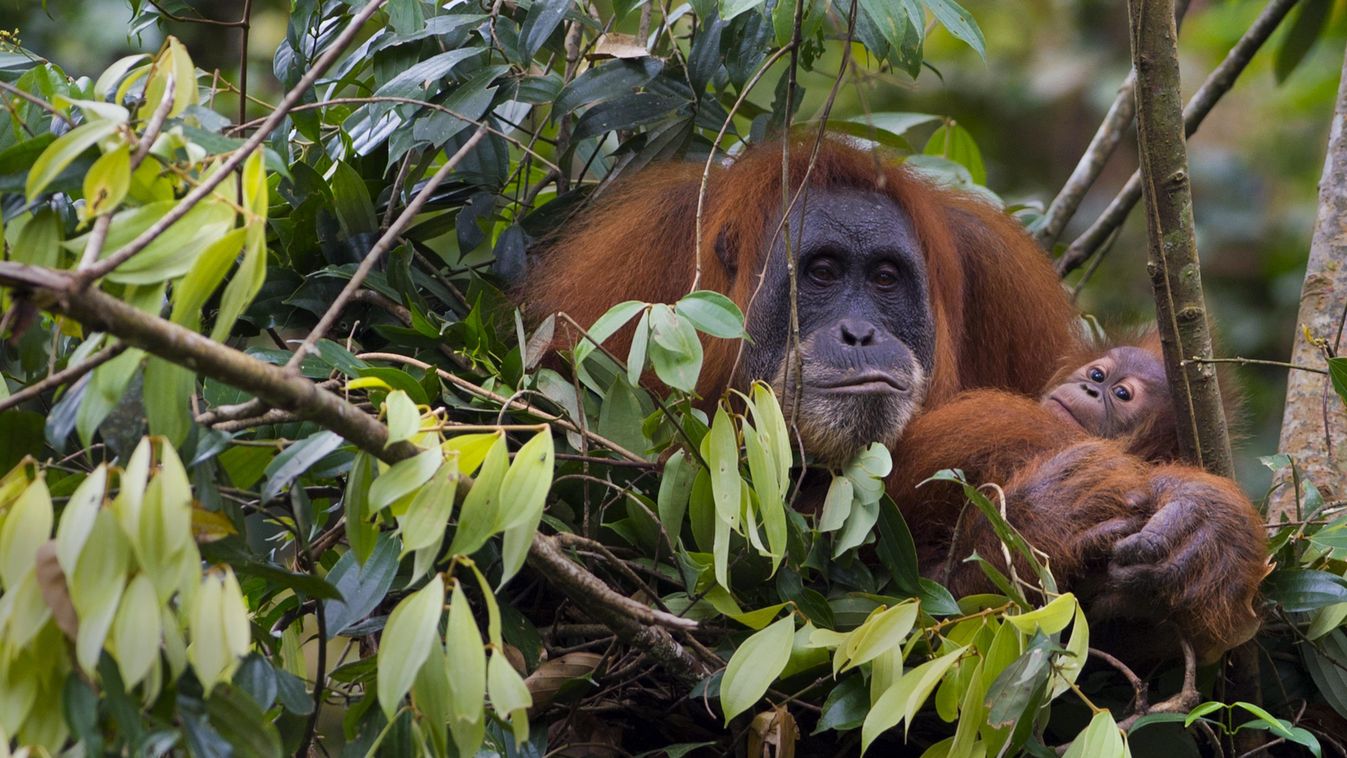 Szumátra, dzsungeltúra, orangután 