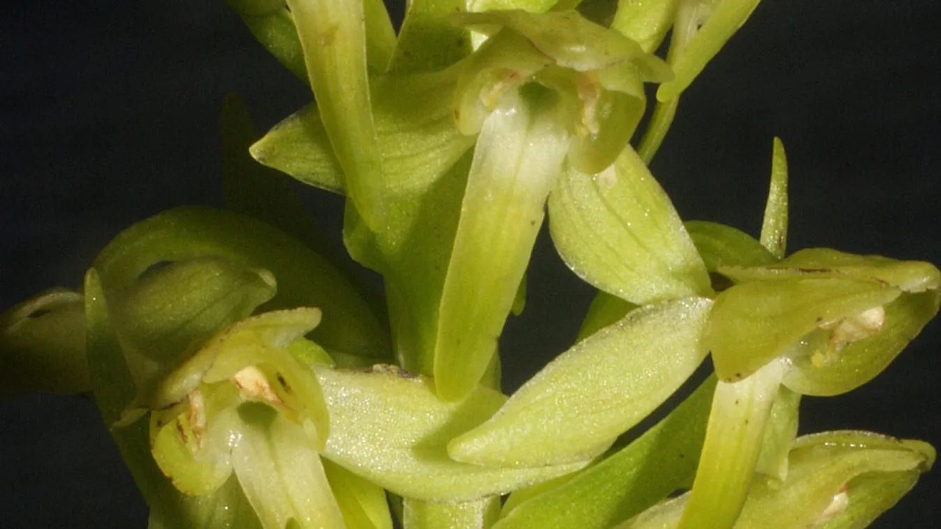 Platanthera azorica, Európa legritkább orchideája
