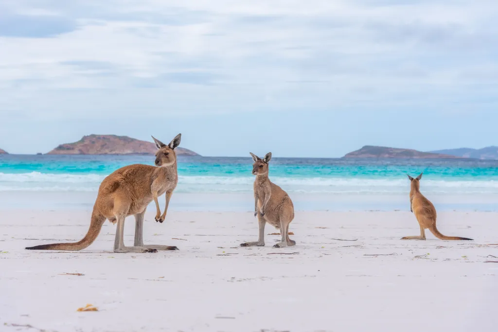 Lucky Bay beach Ausztrália kenguru strand 