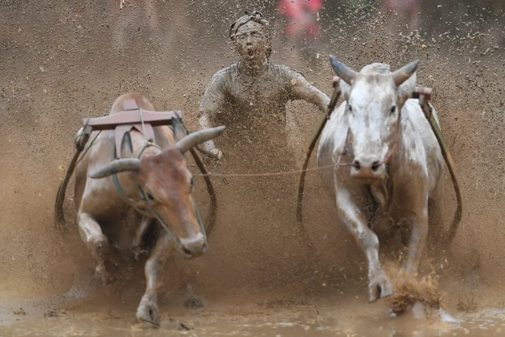 sumatra bull race 