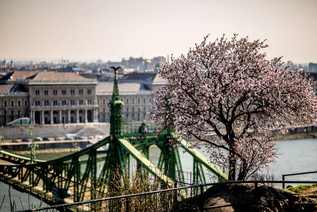 tavasz, virágzás, időjárás, napsütés, Budapest 