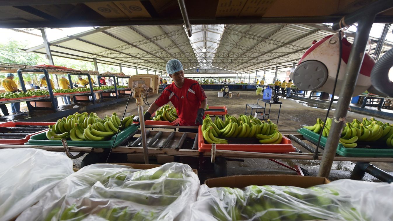 Horizontal AGRICULTURE BANANA FRUIT FARMING FRUIT CULTIVATION PLANTATION Employees of the "Mateo" banana plantation on a normal workday in Chobo, Ecuador, 400 km southwest of Quito, on January 13, 2016. Bananas, Ecuador's second-largest export after oil, 