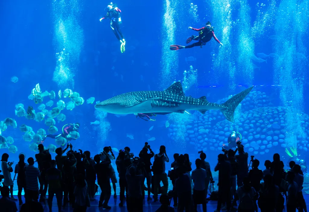 CHINA-GUANGDONG-ZHUHAI-WHALE SHARK (CN) 