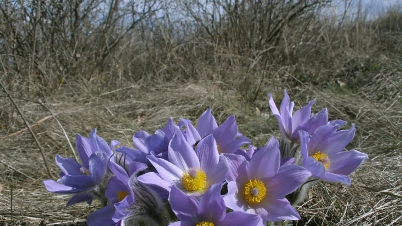 leánykökörcsin, Pulsatilla grandis 