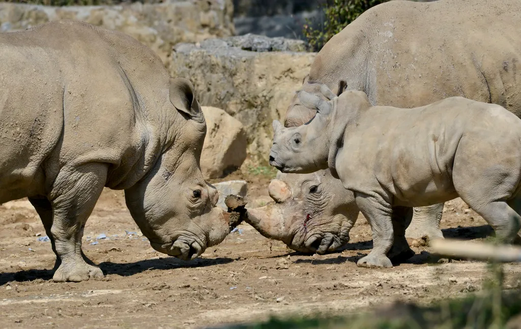 Cutest moments of animals expressing love on Chinese Valentine's Day China Chinese Zhejiang Hangzhou wild animal Valentine's Day Qixi Festival Horizontal
állati szerelem 