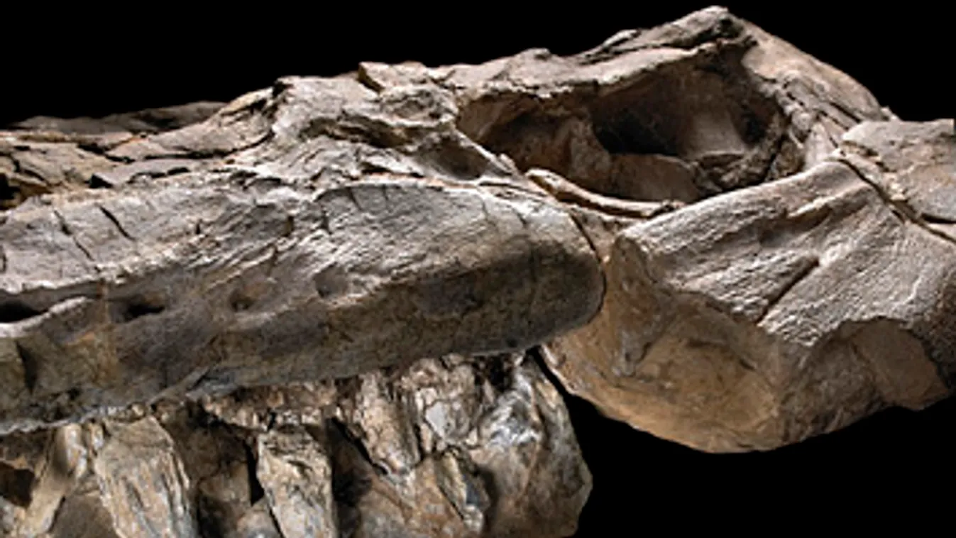 Thalattoarchon, Az ichthyosaurus állkapocscsontja, The Field Museum, újonnan felfedezett őslény
