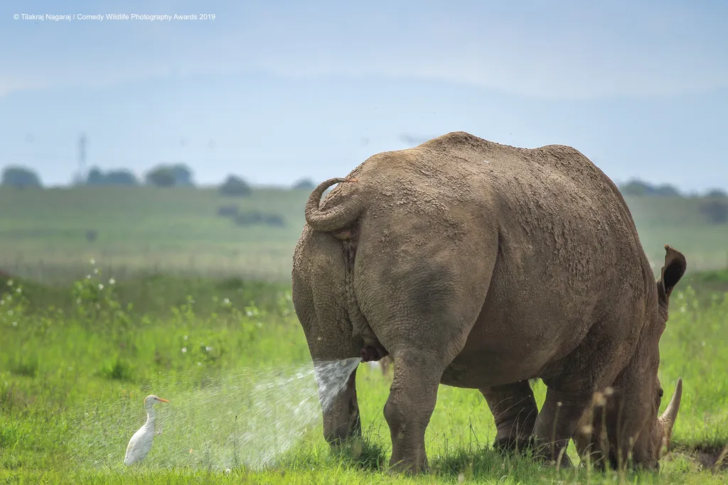 The Comedy Wildlife Photography Awards 2019
TILAKRAJ NAGARAJ
NAIROBI
Kenya
Phone: +254726088361
Email: gntilakraj@gmail.com
Title: Warning! Territory Marking, follow at your own risk.
Description: One beautiful Sunday morning with my family drove to Nairo