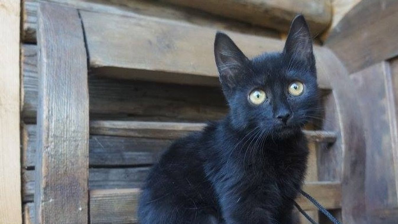 fekete macska, Rex Alapítvány 