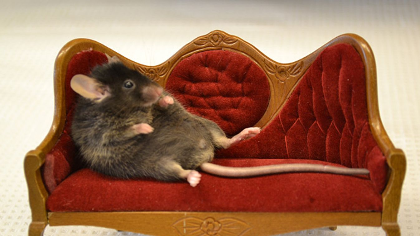 egér, mouse, egér a kanapén 