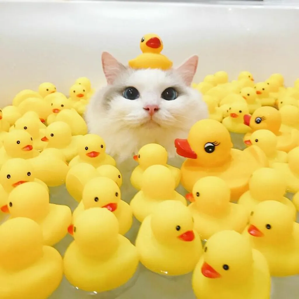 Macska amelyik élvezi a fürdést - galéria 