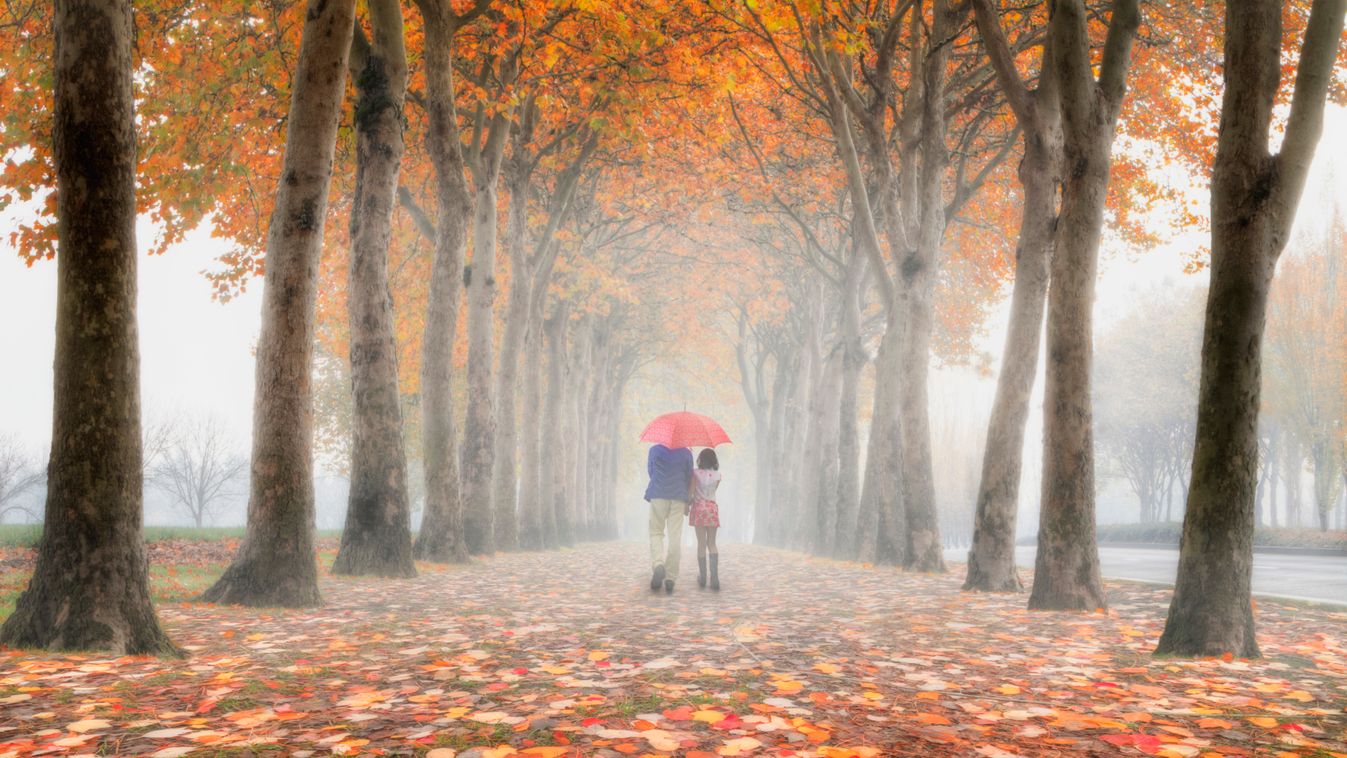 News, köd, erdő, esernyő, ősz, időjárás, szerelmespár, férfi, nő, felhős idő, borult idő 