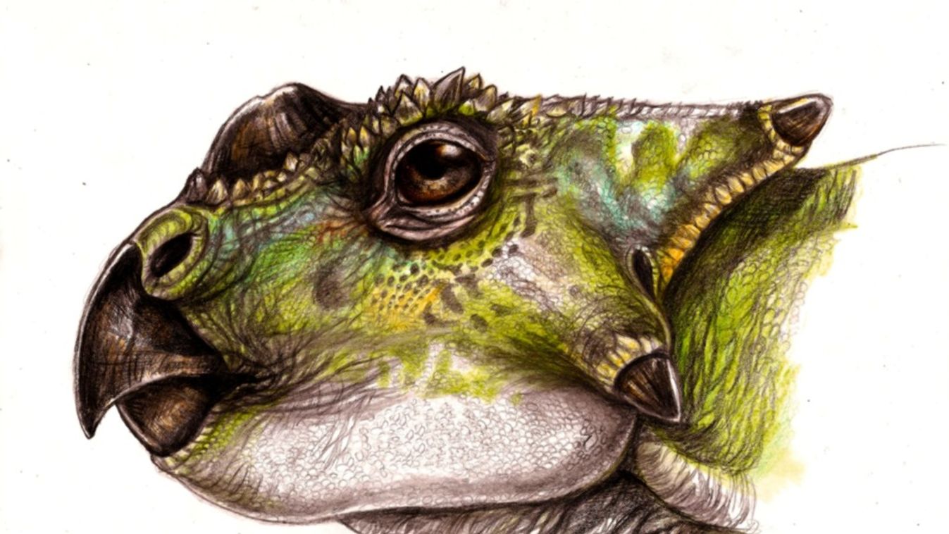 Ajkaceratops 