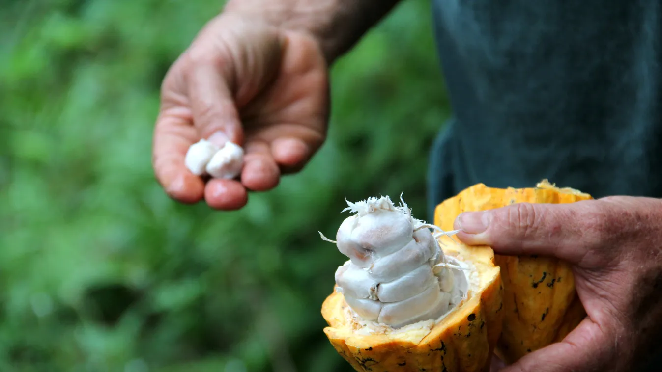 costa rica kakaó 