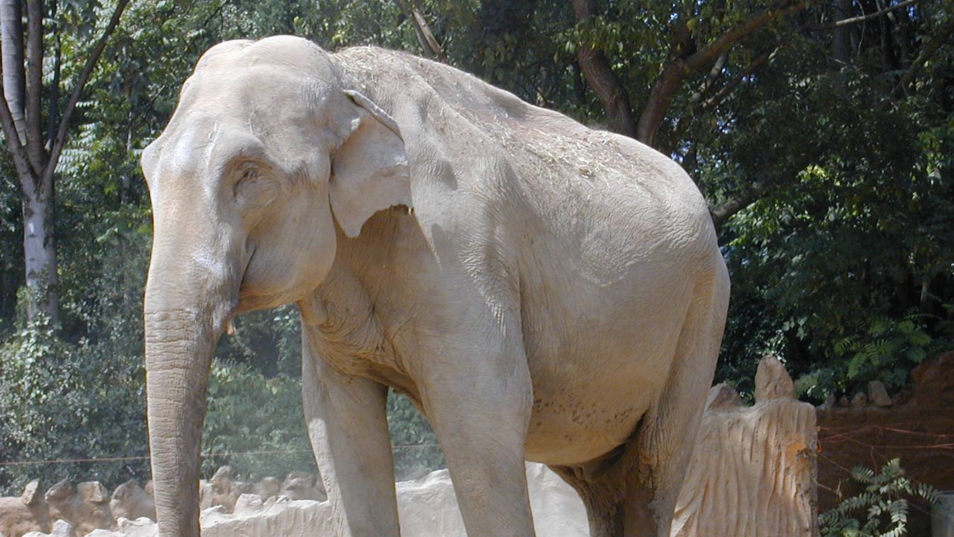 Ázsiai elefánt 