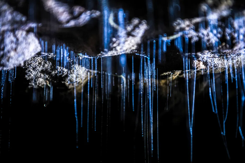 másik bolygó   Glow worms in Waitomo Caves, Waikato Region, North Island, New Zealand travel destination photography colour image 