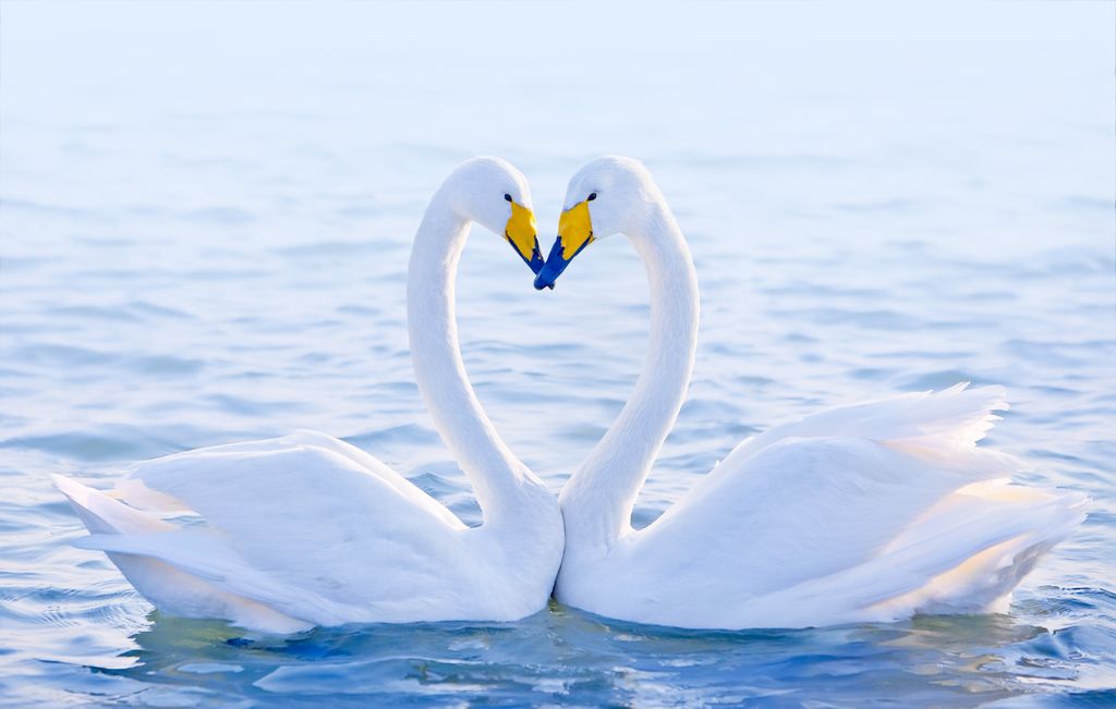Loving,Swans gift,romance,symbol,couple,wave,white,postcard,romantic,marriage
állati szerelem 