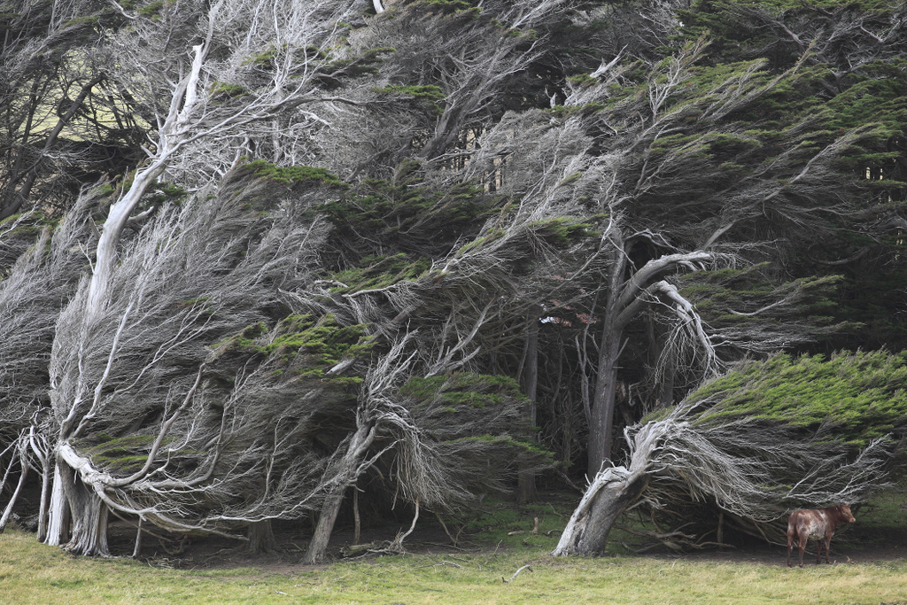 Slope Point, Új-Zéland, szeles, szél, viharos, fák, fa, ferde 