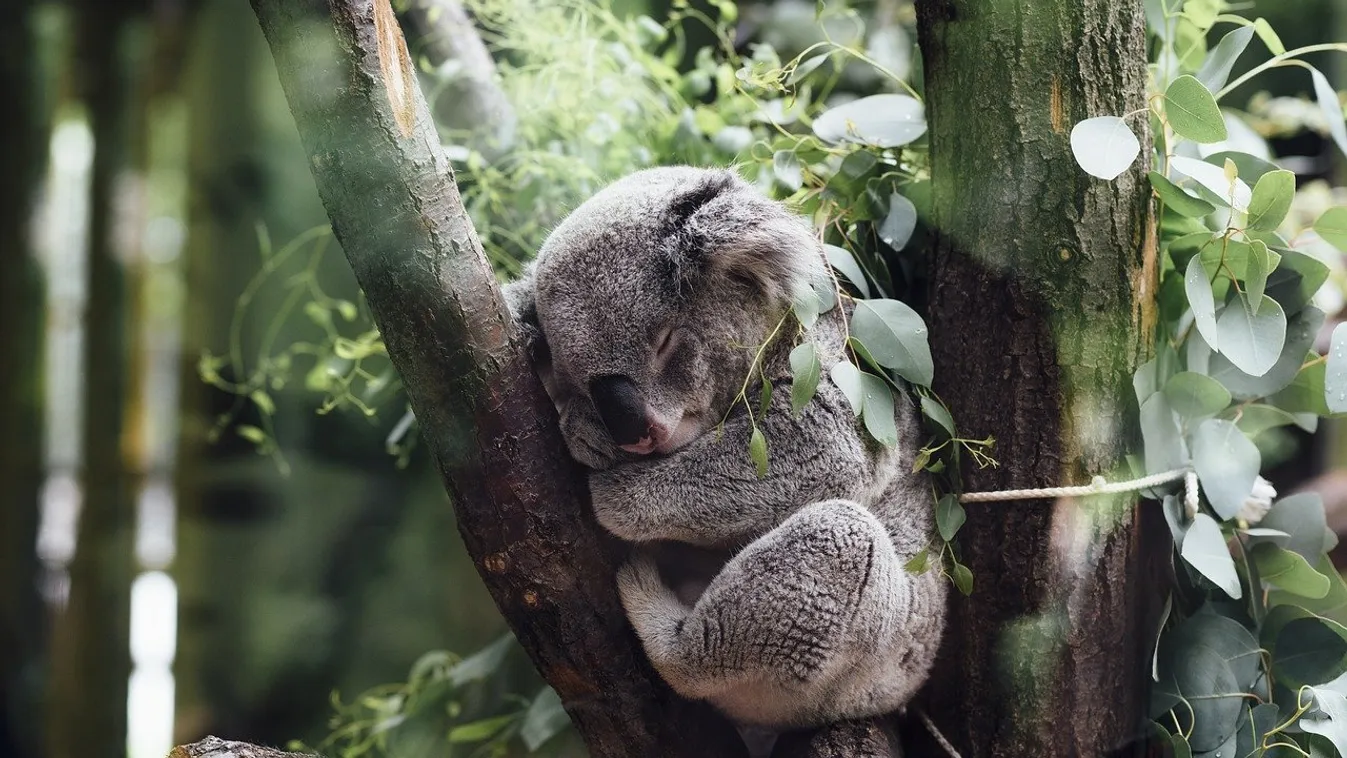 koala Ausztrália 