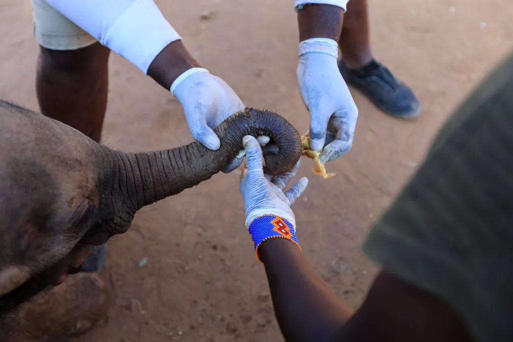 A Reteti elefántrezervátumban Kenyában esélyt kapnak a túlélésre az elhagyott kiselefántok, Reteti, elefánt, elefántrezervátum, Samburu 