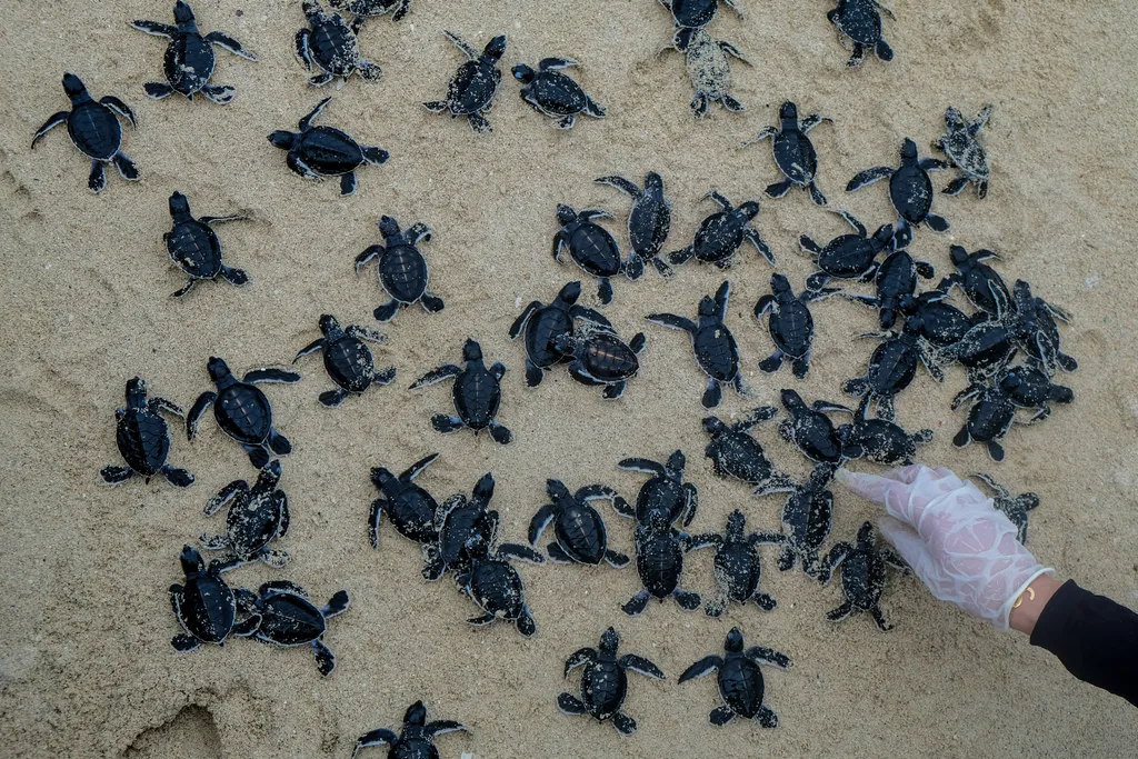 teknős, teknősbébit, tenger, Indonézia 
