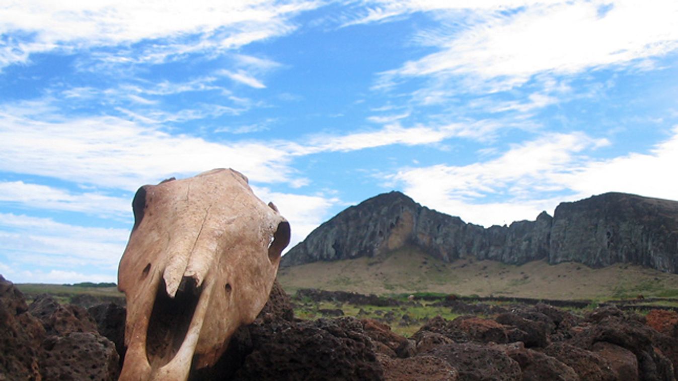 Húsvét sziget, A Rano Ranaku vulkán sziklájából faragták a moaikat