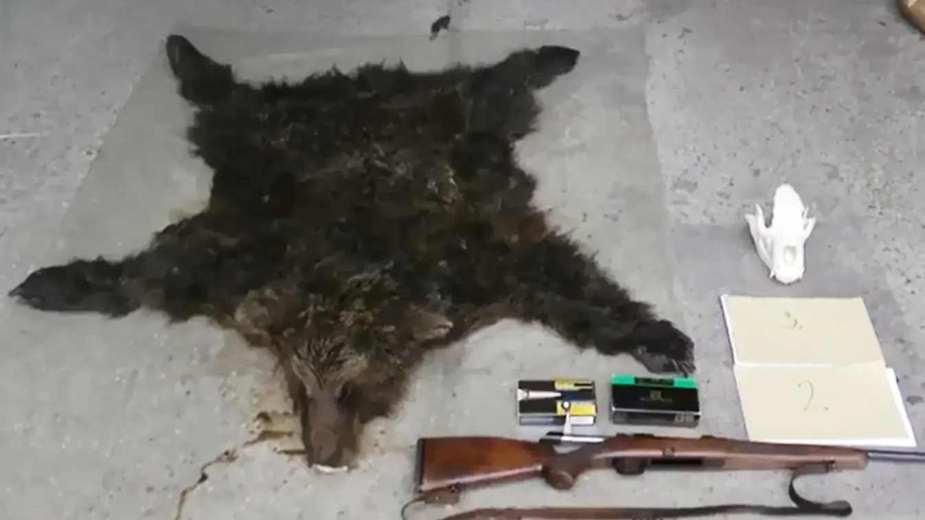 Kilőttek egy barna medvét, a salgótarjáni rendőrök az 54 éves salgótarjáni férfit és társait elfogták, medve 