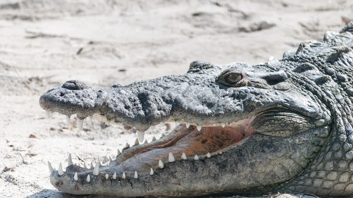 krokodil homokos strand Mexikó 