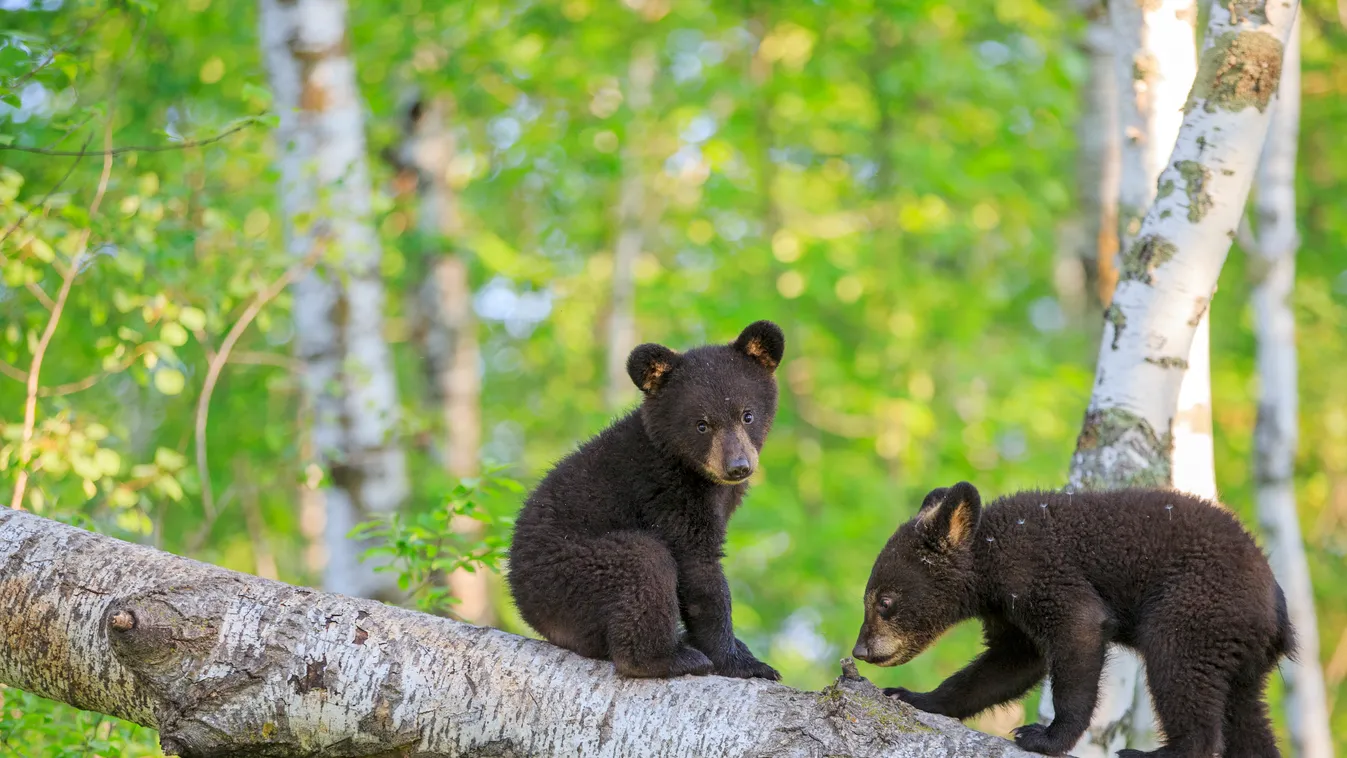 Young Black Bears playing on a trunk - Minnesota USA Spring Trunk (botany) Sit Mount (climb) WALK OVERVIEW Black bear (Ursus americanus) PLAY Minnesota Ursus Balance BEST OF Pair One-on-one Litter (offspring) CITES Appendix 2 Bear cub Least Concern (IUCN)