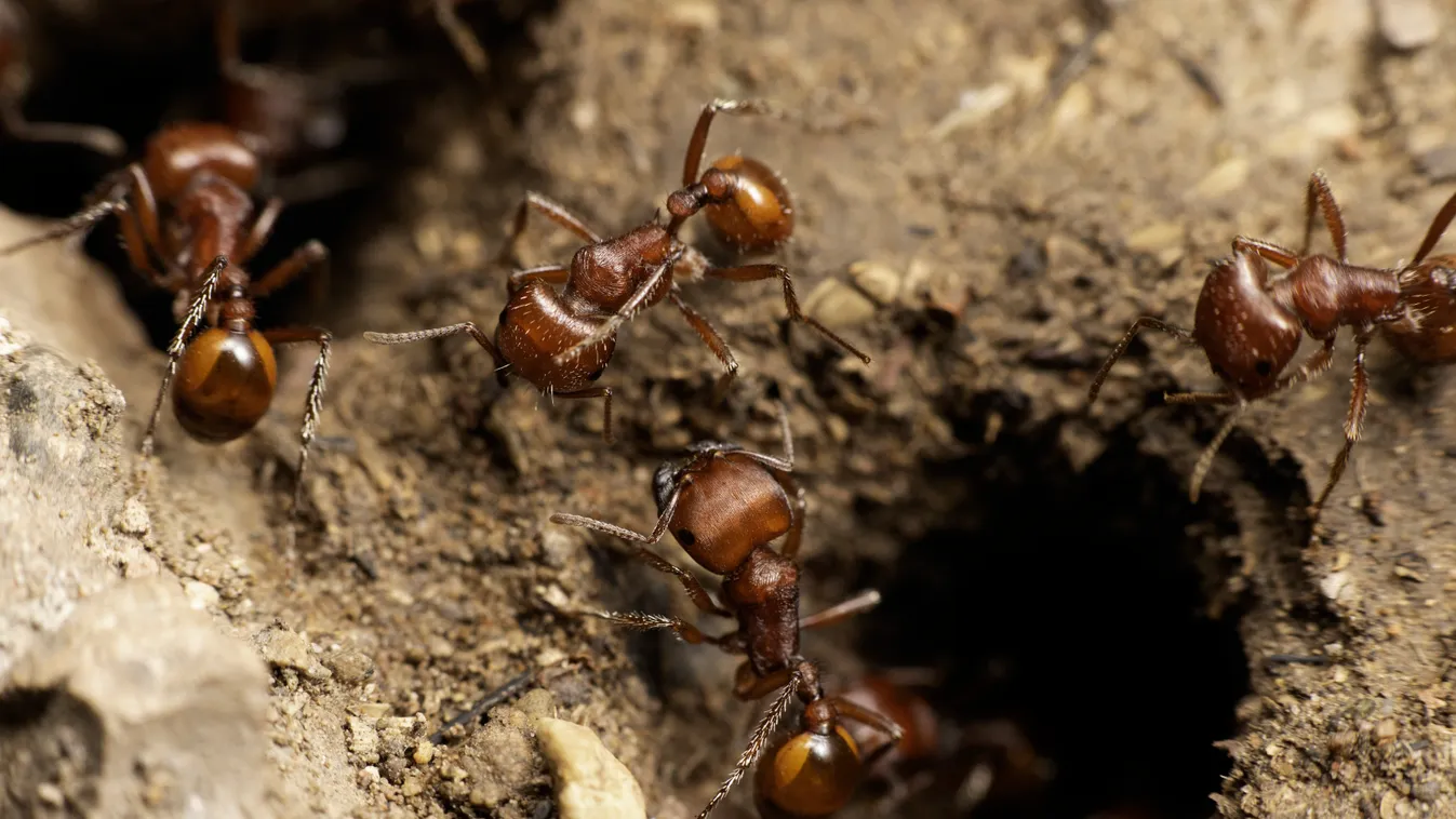 Harvester Ants (genus Pogonomyrmex), Chihuahuan Desert, Southeastern Arizona. Pogonomyrmex sp Harvester Ant (Pogonomyrmex sp) Pogonomyrmex Gallery Nobody NEST Hole Earth (matter) Imago Worker (zoology) Group OVERVIEW SUMMER Arizona Top view August Galleri