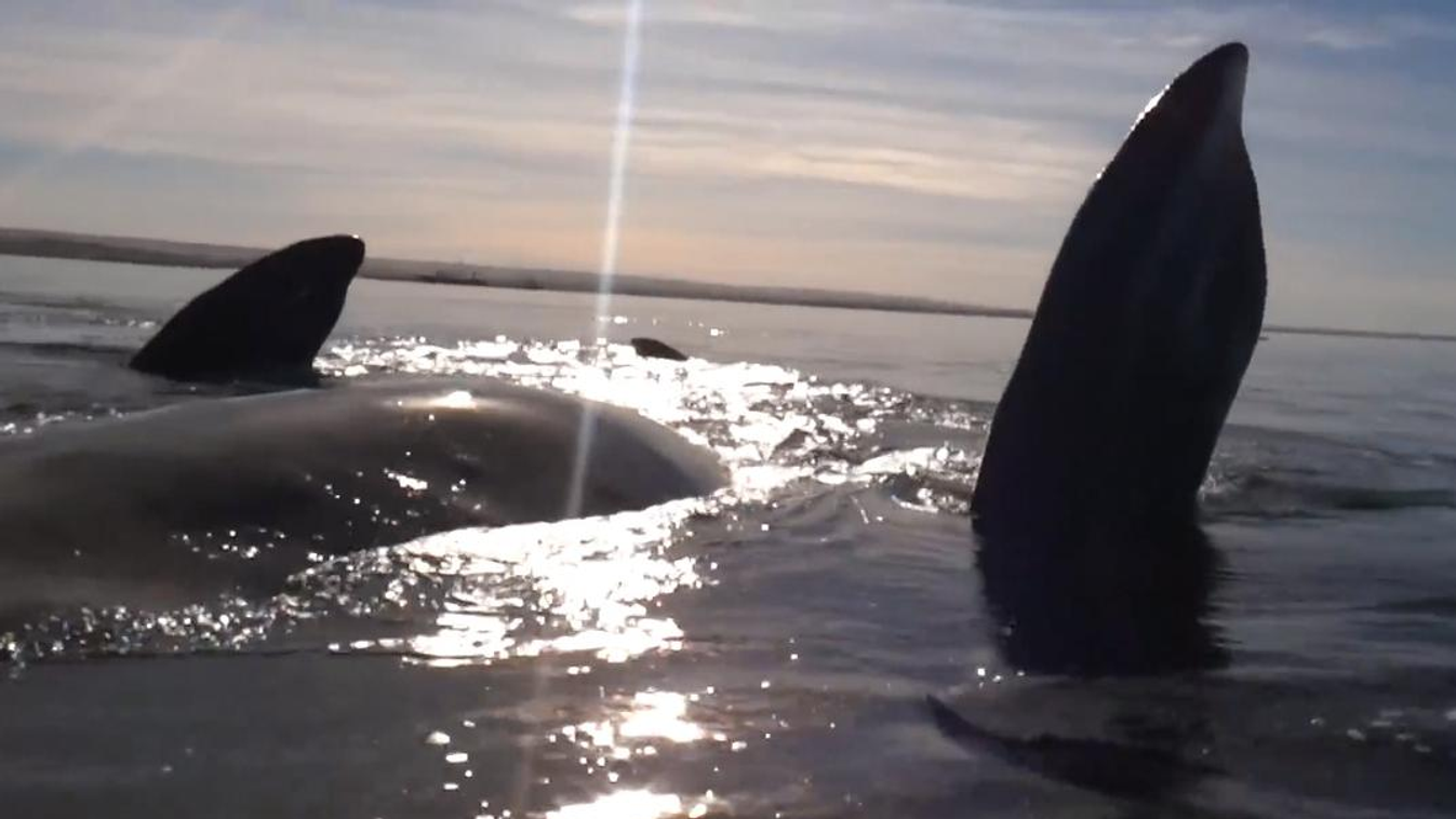bálna, Puerto Madryn, kajak 