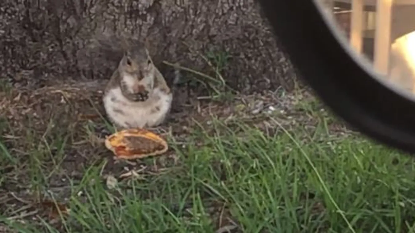kövér mókus 