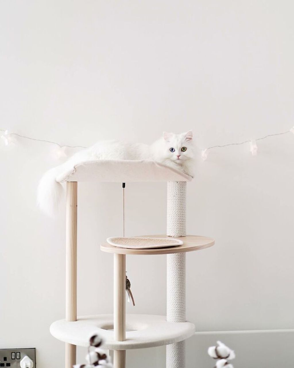 Mia a gyönyörű fehér perzsa cica az internet új sztárja, mia, macska, cica 