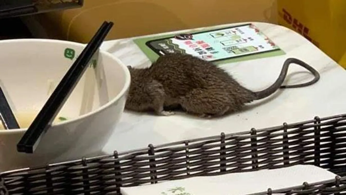 patkány, étterem, Hongkong 