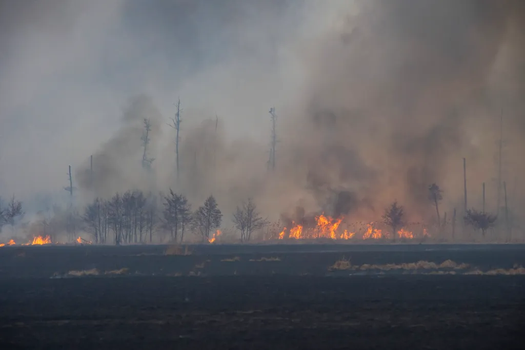 aljnövényzet a Kis-Balaton térségében - képek 