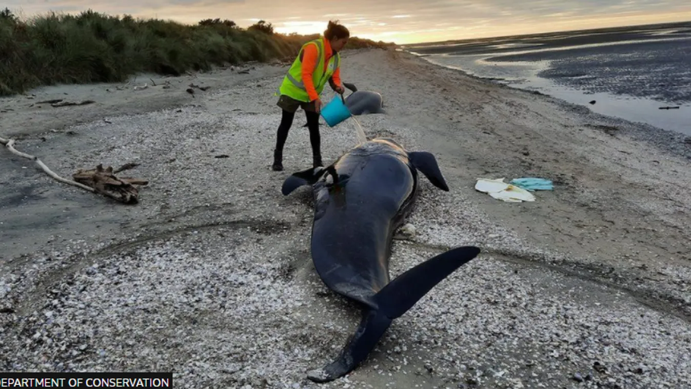 BBC pusztulnak a rövidszárnyú gömbölyűfejű delfinek Új-Zéland bálna 
